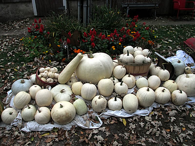 White pumpkins make great wedding decorations.