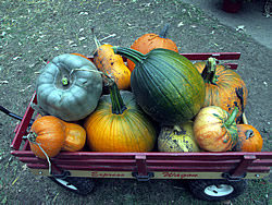 Pumpkins